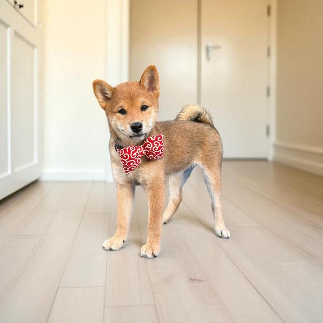 หมาชิบะอินุ (Shiba Inu) 2