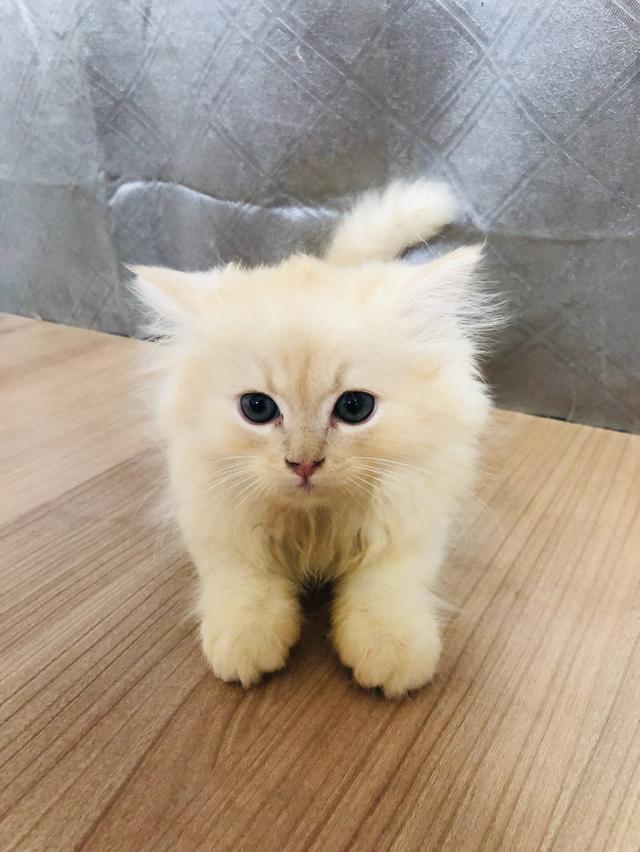 น้องแมวพันธุ์ หิมาลายันผสมชินชิล่า เพศผู้