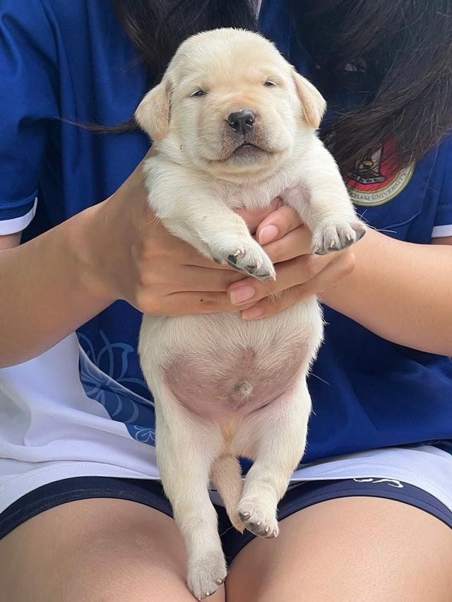 สุนัข