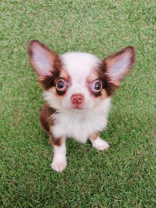 ชิวาว่าแท้ขนยาวสีช็อค ชาย 7