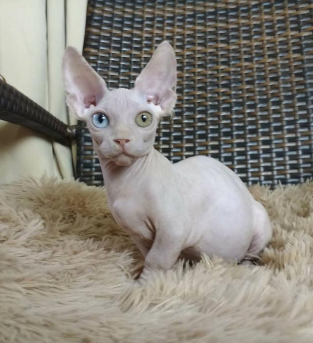 34.แมวแบมบิโน่/เพศผู้ Bambino Cat/Male ตาสองสี/Odd-eyed 6