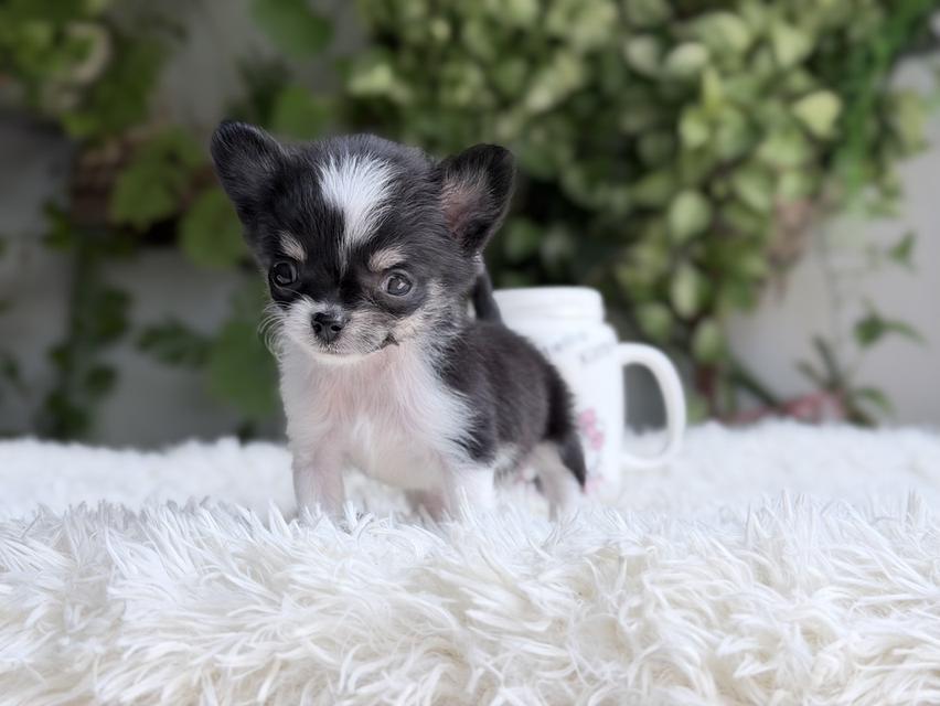 ชิวาวาแท้ เพศเมีย ตัวจิ๋ว พร้อมย้ายบ้าน รูปที่ 5