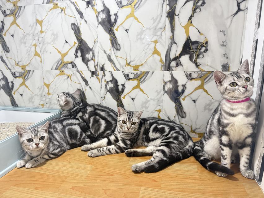 แมวพันธุ์อเมริกันช็อตแฮร์แท้