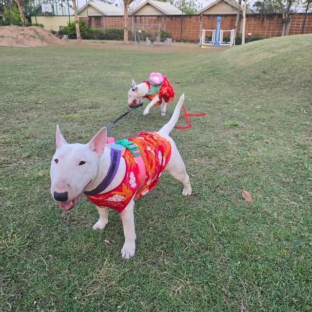 ขาย Bull Terrier สองตัว 7