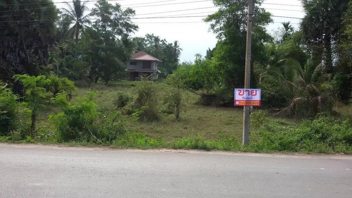 ขายที่ดินเปล่า : บ้านมะกรูด ต.มะกรูด อ.โคกโพธิ์ จ.ปัตตานี   7