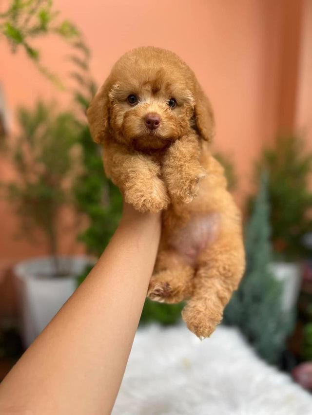 make and female Toy Poodle Puppies