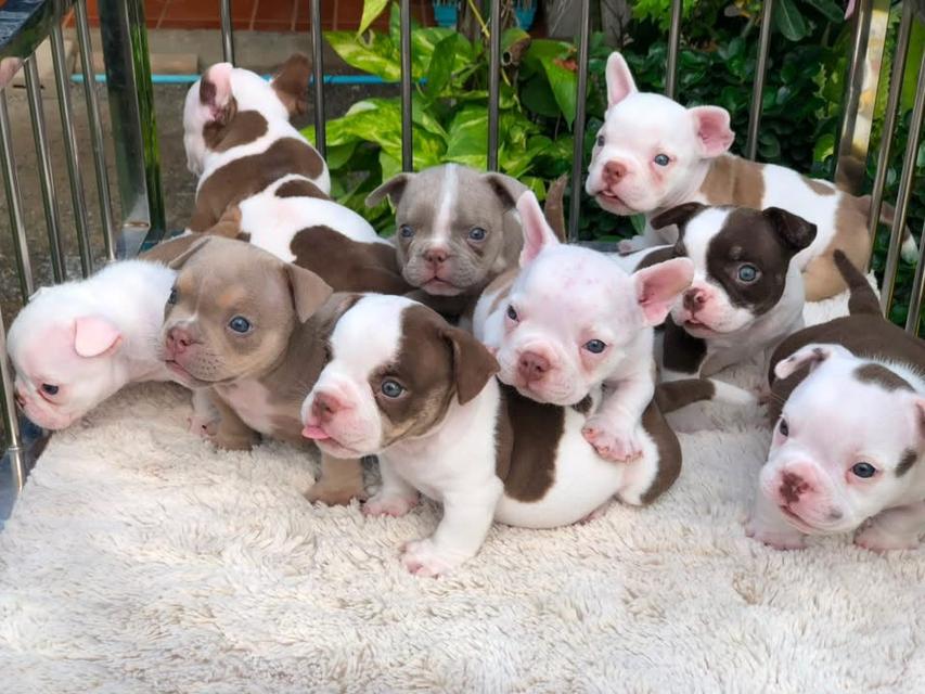 เอ็กโซติกบูลลี่Exoticbully