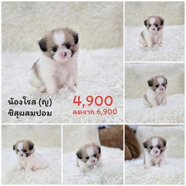 ปอมผสมชิสุพร้อมย้ายบ้านแล้วจ้า