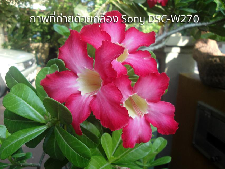 กล้อง Digital compact Sony 15