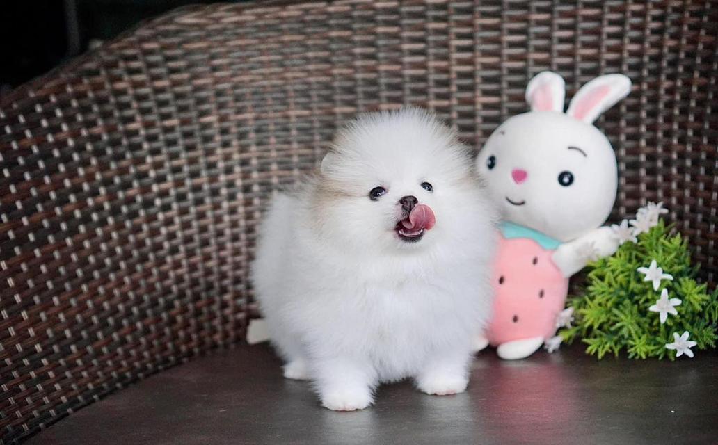 Pomeranian puppies available for sale