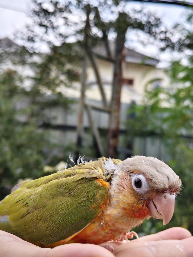 นกกรีนชีคพายแอปเปิ้ล รูปที่ 4