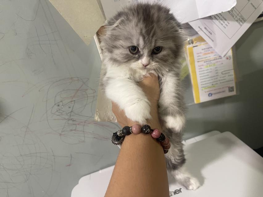 เปิดจองน้องใหม่(สก็อตติชโฟลด์ผสม) รูปที่ 7