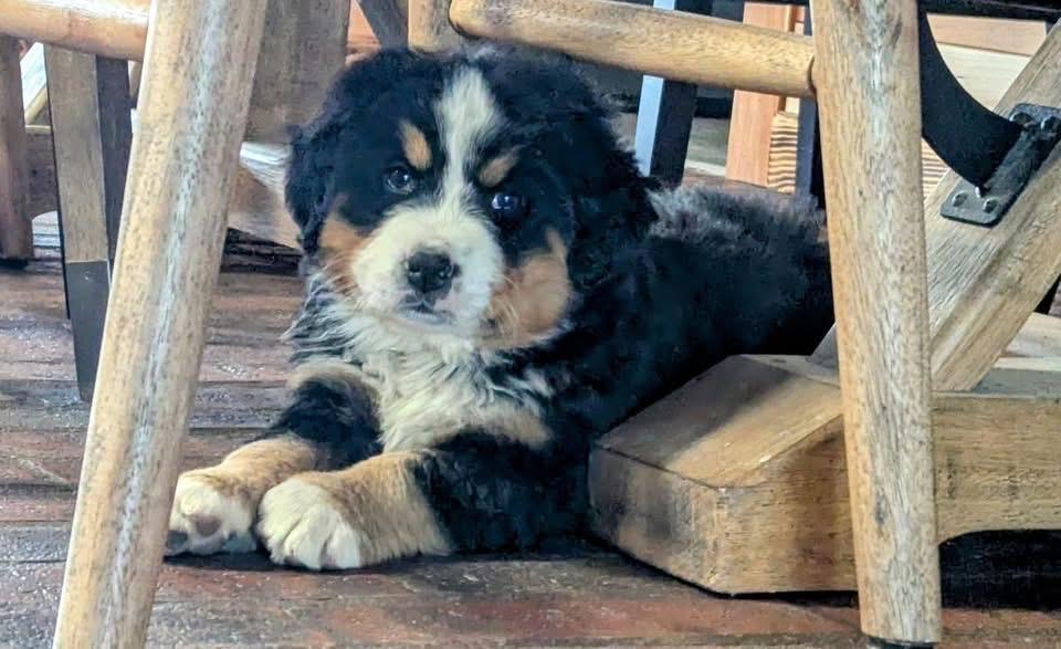 Bernese Mountain Dog สุดน่ารัก 3