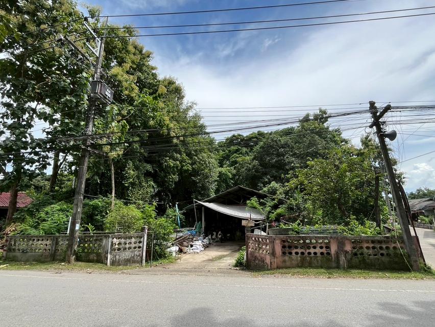 ขายที่ดิน 196 ตารางวา สันทราย เชียงใหม่ 4