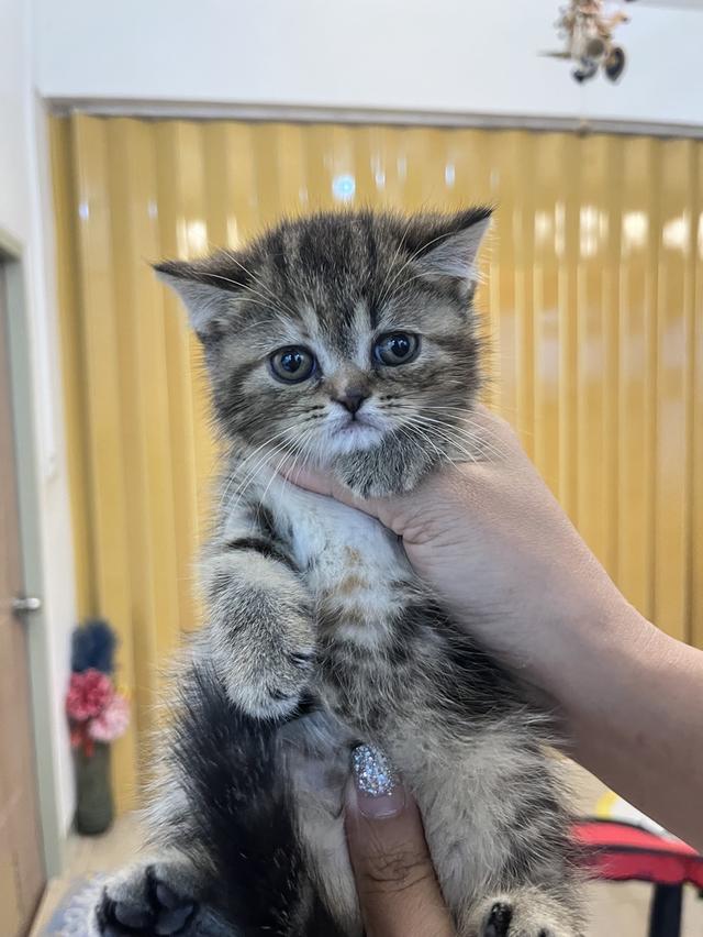 แมว EXO ติก 🔥🔥วัคซีนครบ🔥