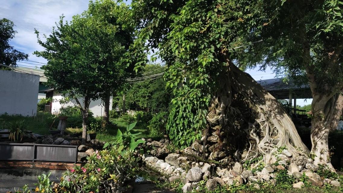 🌳 [ขายด่วน/急售] ที่ดินทองคำ บ้านโป่ง ราชบุรี (550K/ไร่) ติดถนนลาดยาง 3 ด้าน | น้ำไม่ท่วม 100% | เหมาะทำเกษตร โรงงาน และ Wellness Center 8