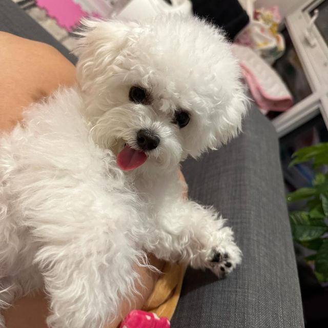 Bichon Frise Puppies For Sale รูปที่ 3
