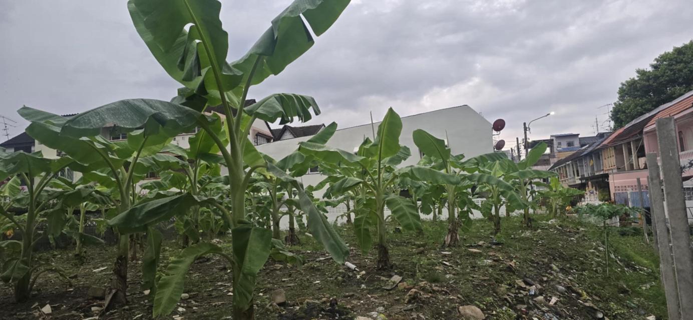 ที่ดิน สุทธิสาร รัชดาภิเษก กรุงเทพ 2