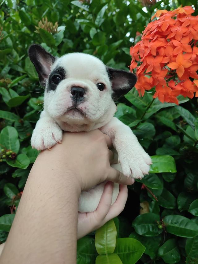 ลูกหมา French Bulldog พันธุ์แท้ 4