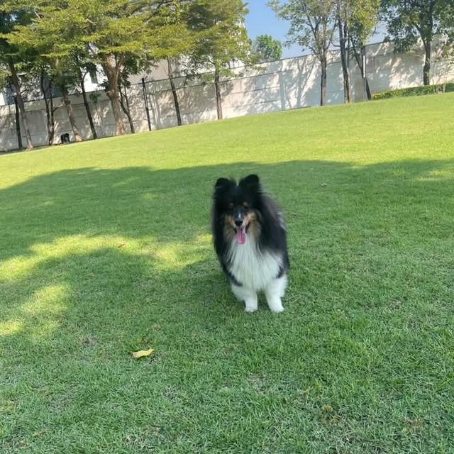 ขาย Shetland Sheepdog เพศเมีย 4