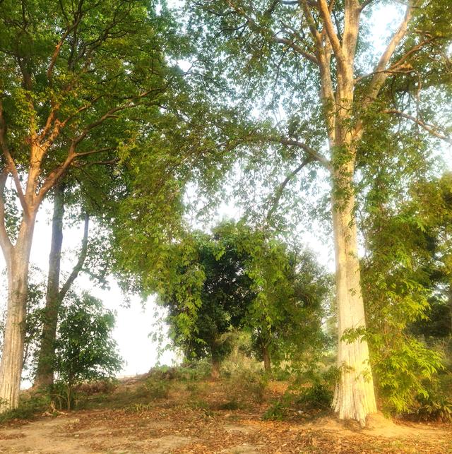 ขายที่ดิน 1