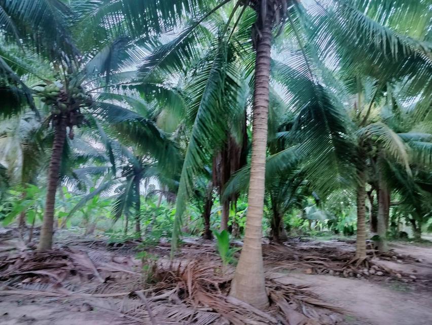 ที่ดินหัวหิน ห้วยมงคล 9