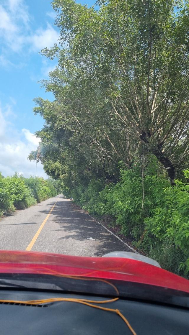 ขายที่ดิน เปล่าเนื้อที่20ไร่ อยู่ที่คลอง15 ต.คลองใหญ่ อ.องครักษ์ จ.นครนายก 1