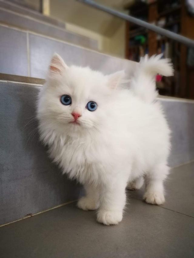 แมวสกอตติส โฟลด์ สีขาว 3