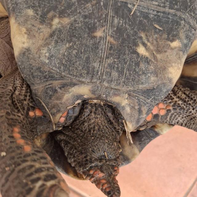 ผมคือเต่าเชอรี่เฮดหัวแดงหล่อๆ 5