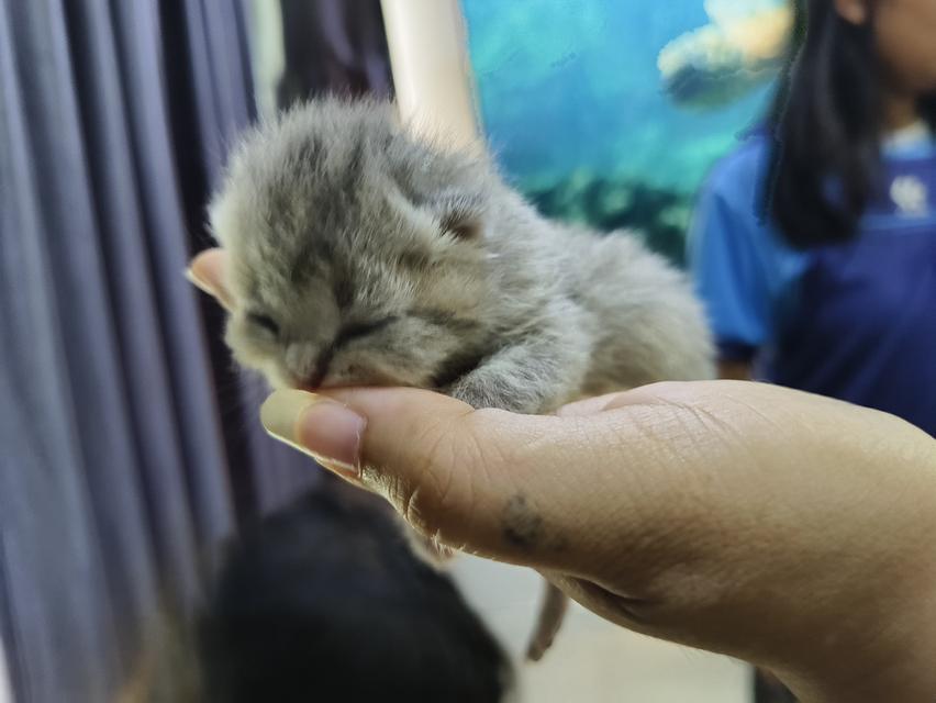 สัตว์เลี้ยง ลูกแมวสก็อตติช รูปที่ 4