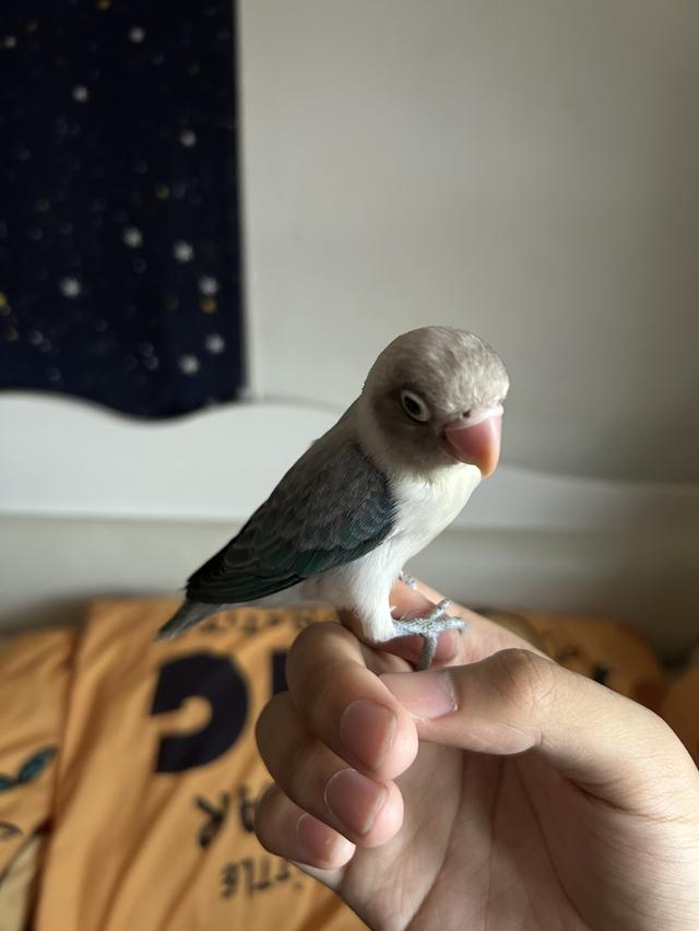 นกแก้วเลิฟเบิด  เชื่อง รูปที่ 3