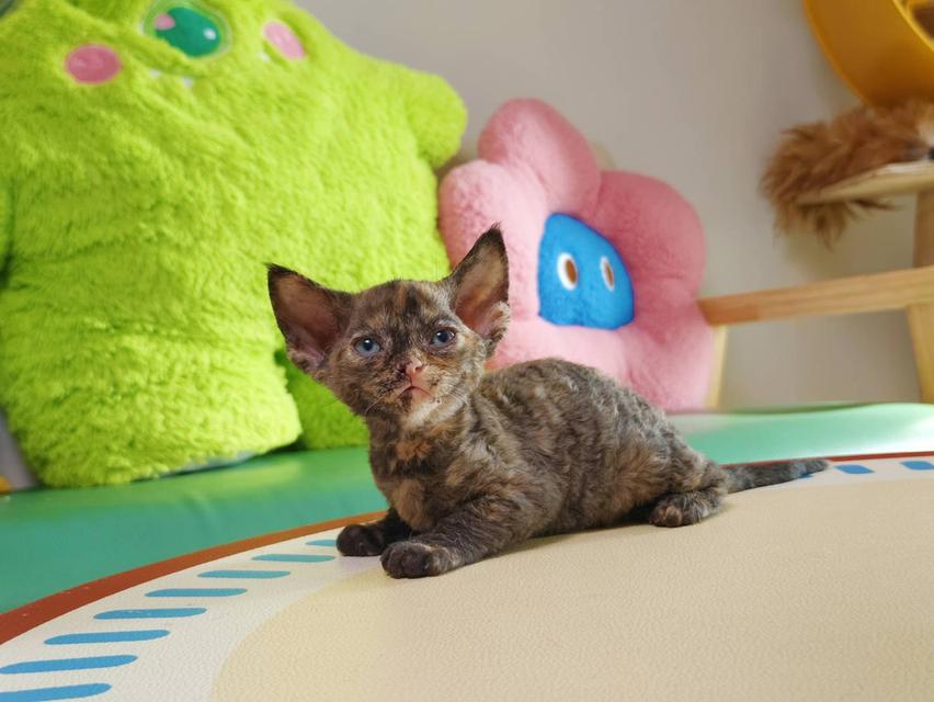 เดวอนเร็กซ์ Devon rex Oscat cattery chiangmai รูปที่ 2