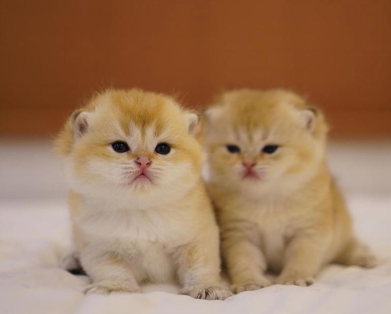 ขายแมวบริติชซ็อตแฮร์ฝาแฝด สีสวย 3
