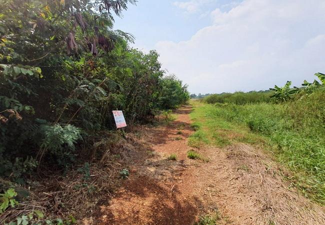 ขายที่ดิน ถนนฤชุพันธ์(บางบัวทอง-สุพรรณบุรี) ตำบลไทรใหญ่ อำเภอไทรน้อย นนทบุรี 3