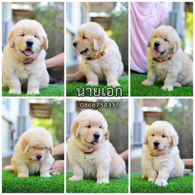 ขายลูกโกลเด้นแท้-ลูกโกลเด้นรีทรีฟเวอร์ พร้อมส่งลูกค้า กรุงเทพฯ,นนทบุรี,ปทุมธานี,สมุทรปราการ,ชลบุรี,ระยอง,โคราช,สระบุรี,ฉะเชิงเทรา,นครนายก ฯลฯ