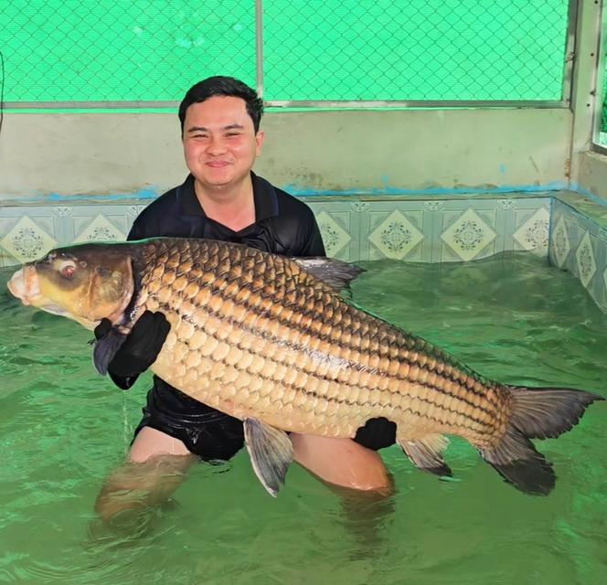 จำหน่าย ปลาใหญ่ ปลาแปลก แบบมีชีวิต