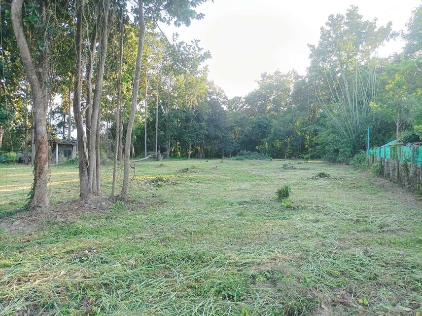 ขายที่ดิน 1ไร่3งาน ต.เชิงดอย อ.ดอยสะเก็ด จ.เชียงใหม่ 4