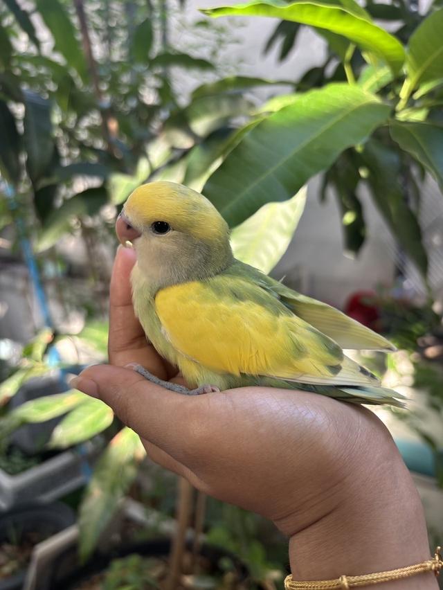 ลูกป้อนเลิฟเบิร์ดไม่ขอบตา
