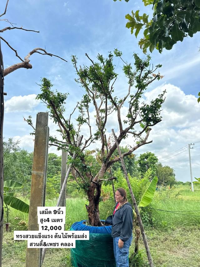 เสม็ดแดง