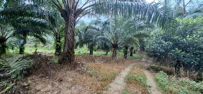 ที่ดินพร้อมต้นปาล์ม 14 ไร่ ติดลำธาร 4