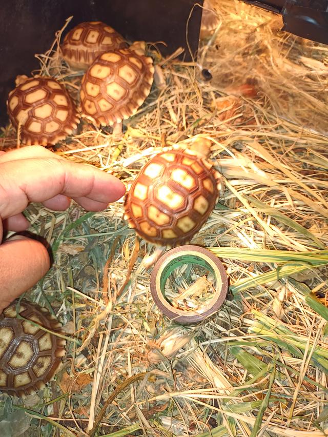 เต่าบก เต่าซูคาต้า Sulcata รูปย่อยที่ 2