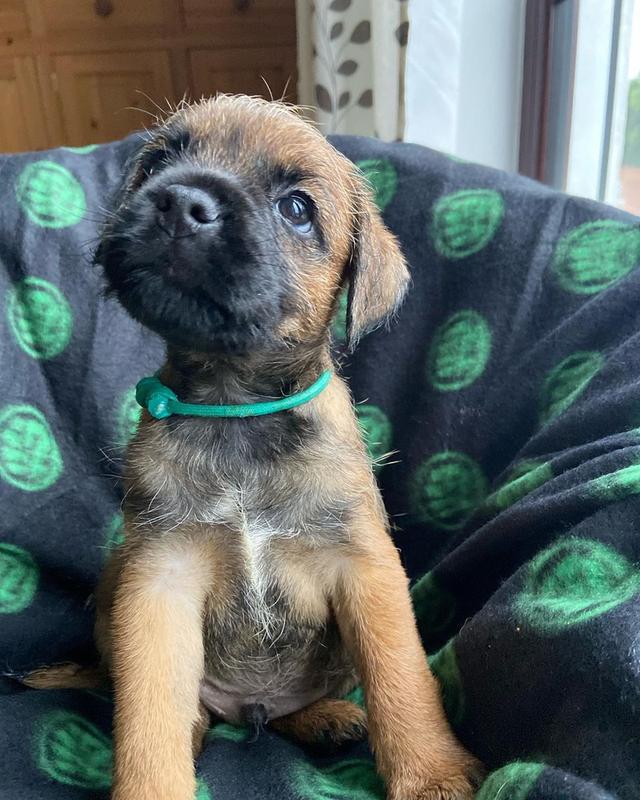Border terrier Available WhatsApp me : +66 63 826 3042