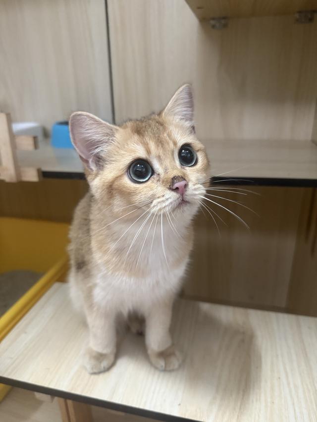 แมวบริติช
