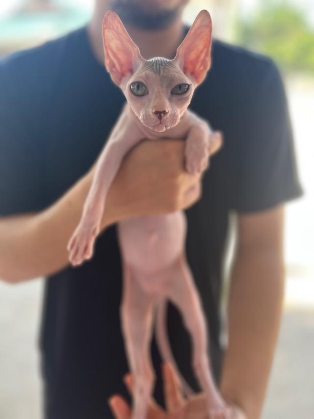 สฟิงซ์ เพศเมีย
