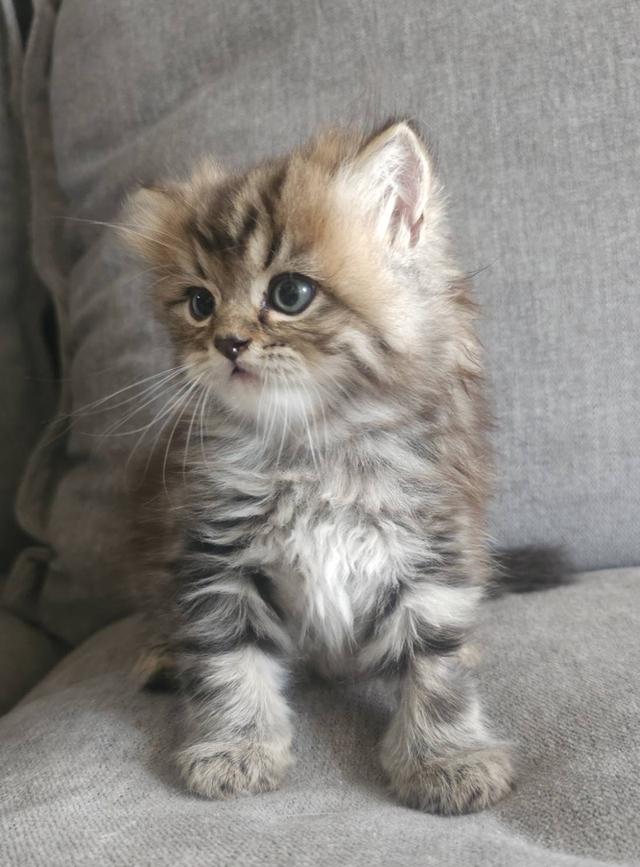 สก็อตติชโฟลด์ ปุ้กลุ้กจัง