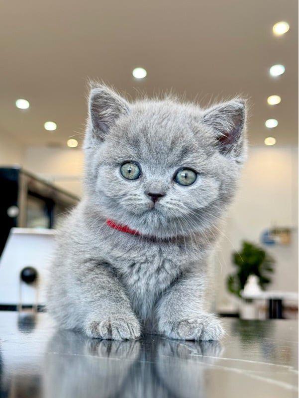 บริติช ชอร์ทแฮร์ British Shorthair Blue 1