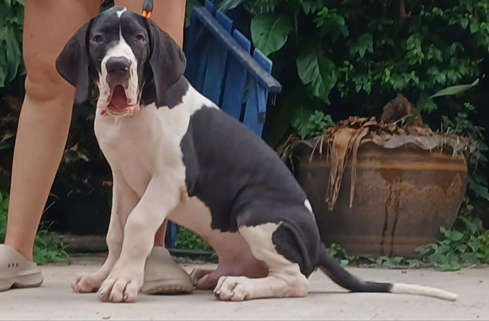 ลูกเกรทเดนคุณภาพ Great dane for sale รูปที่ 12