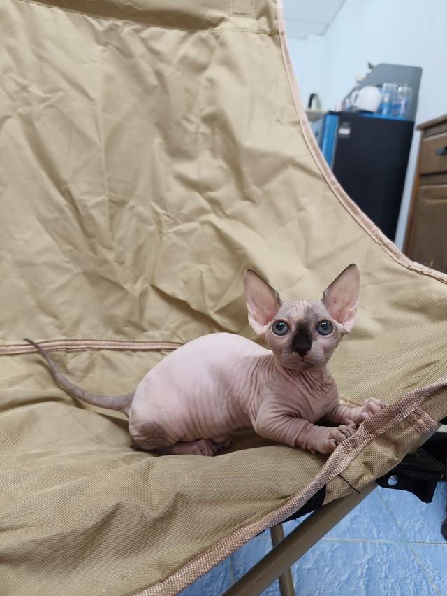 ดญ.สฟิงซ์ขาสั้นsphynx รูปที่ 6
