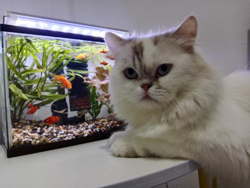 Persian  3