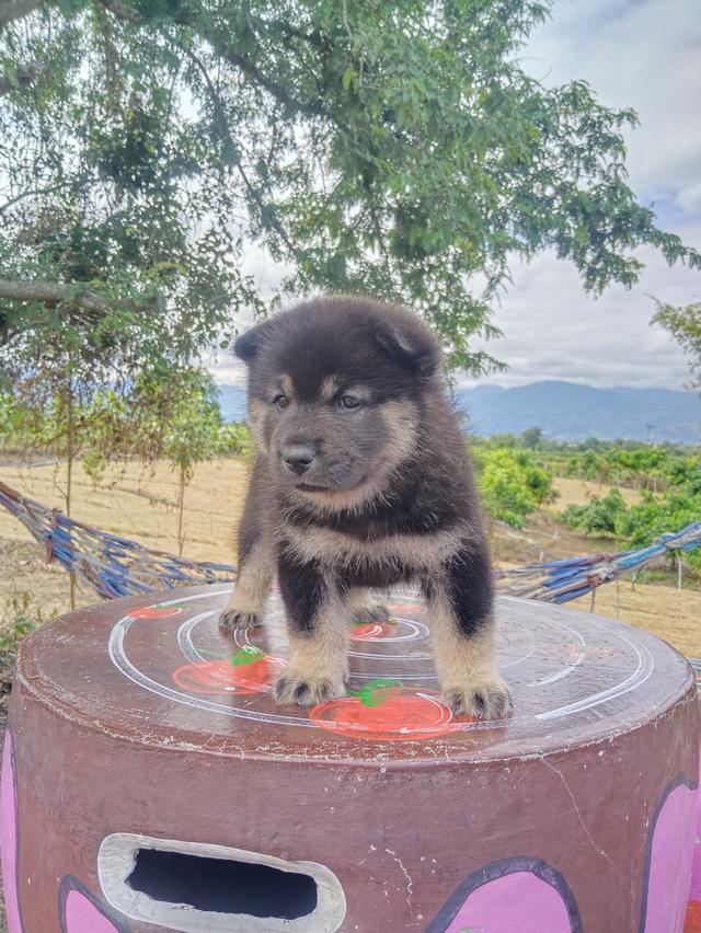 เชาเชา ผสม ไซบีเรียน 8